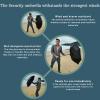 Security Umbrella Specs 6